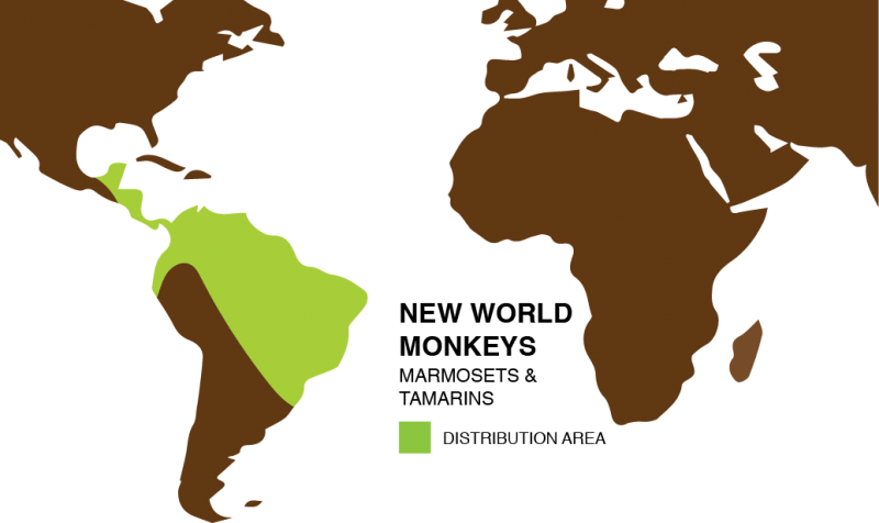 Monkeys Symbio Wildlife ParkSymbio Wildlife Park   Monkey DISTRIBUTION MAP 800x476 