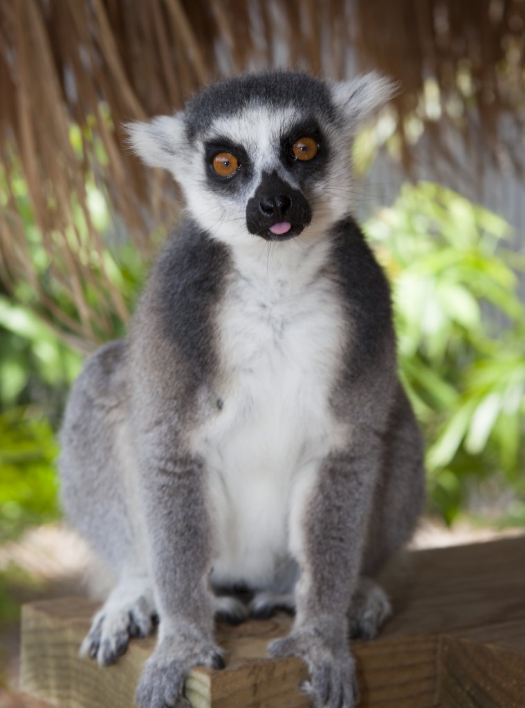 Ring-tailed lemur information from Marwell The Zoo