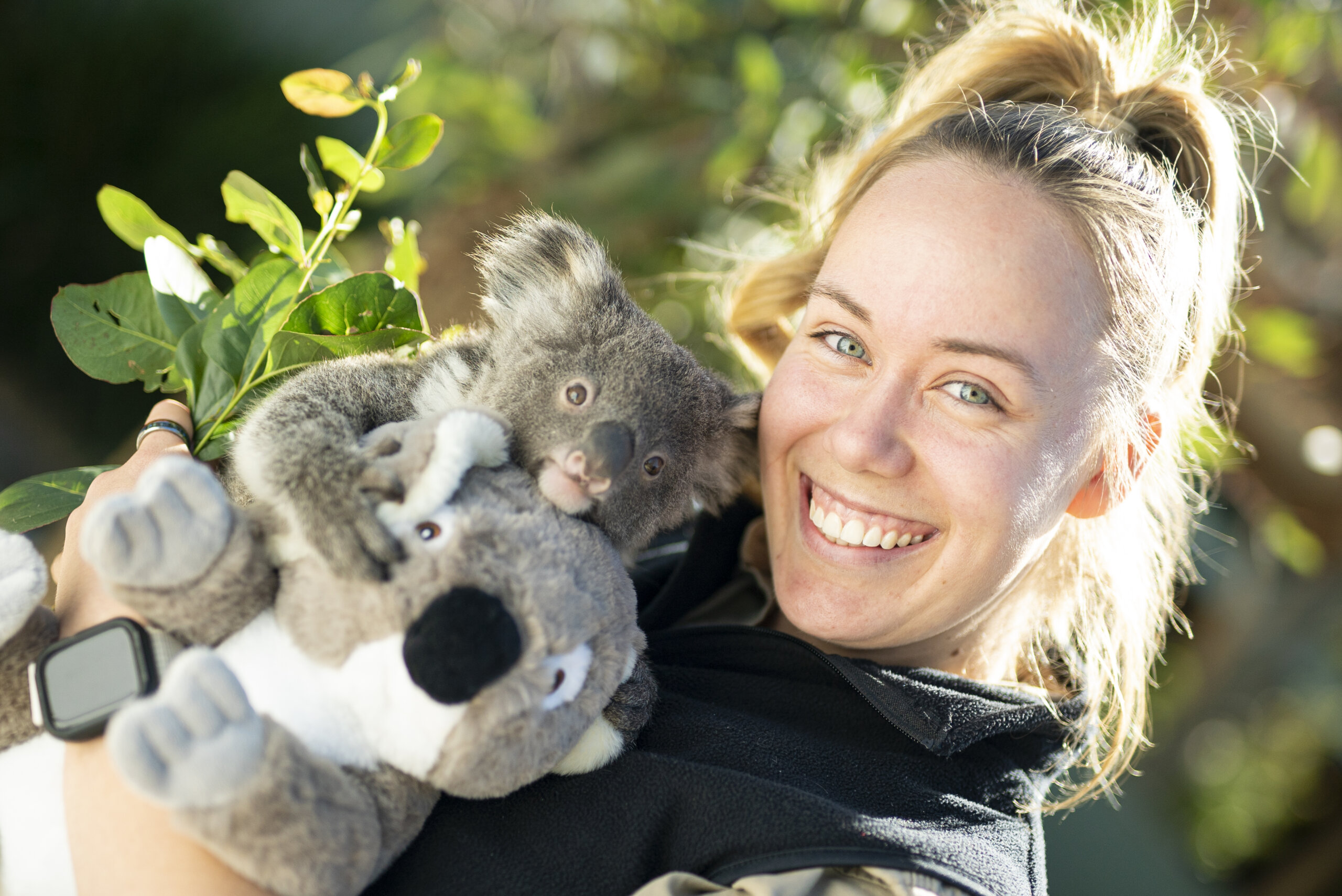 Best job EVER! 🎥 @Symbio Wildlife Park #feelnsw #koalas #symbiowildli